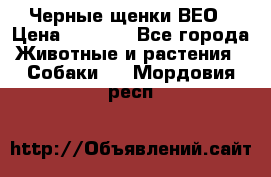 Черные щенки ВЕО › Цена ­ 5 000 - Все города Животные и растения » Собаки   . Мордовия респ.